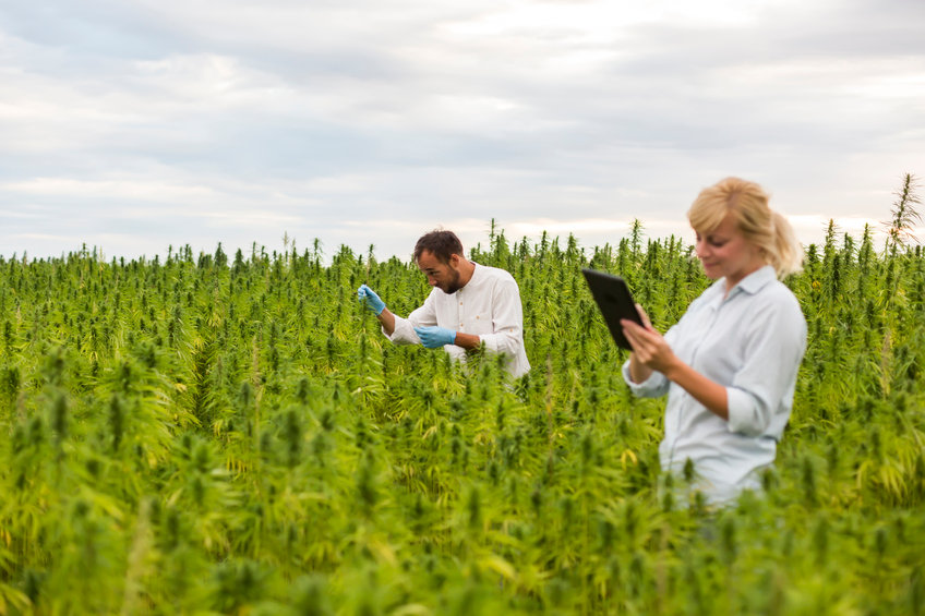 CBD Markt 2026: Beunruhigt der Aufstieg bestimmte Akteure? 1 cbd